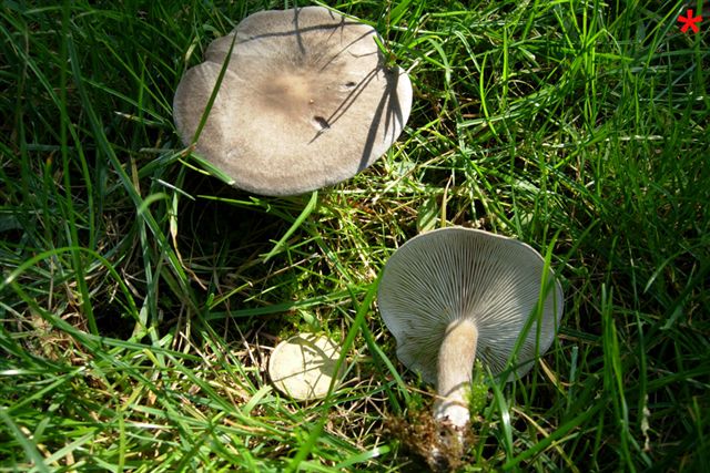 Dal mio giardino: Clitocybe ?